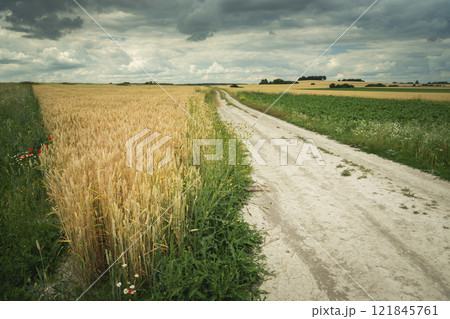 A dirt road next to a wheat field and a cloudy sky, Staw, Poland 121845761