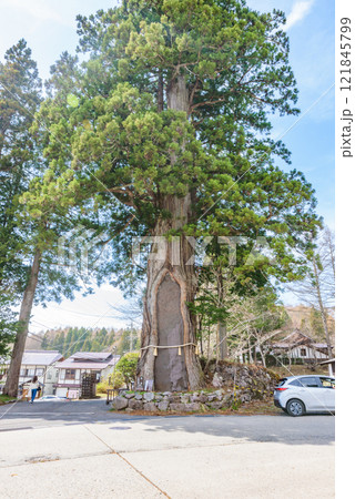 戸隠神社中社の三本杉 長野県長野市 戸隠神社中社の三本杉 長野県長野市 121845799