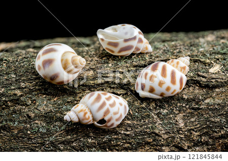 Small spiral shell on textured bark Small spiral shell on textured bark 121845844