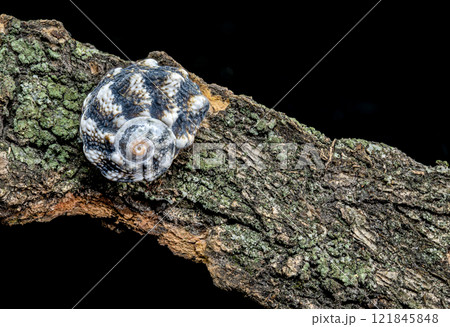 Blue Spiky Seashell on Driftwood 121845848