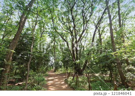 所沢 トトロの森12号地 121846041