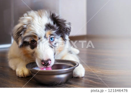 Aussie Australian Shepherd puppy in blue marble color drinking water from a bowl close up 121846476