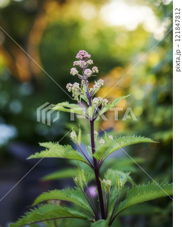 My garden. Close up view of a beautiful, green and purple plant in the forest with a bokeh background. A vibrant purple butterfly bush flower blossoms while a ray of light is shining in nature. 121847812