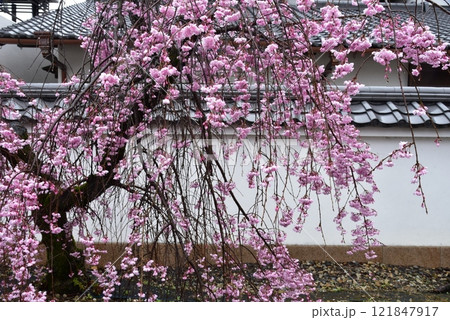 白壁にピンク色のしだれ桜 121847917