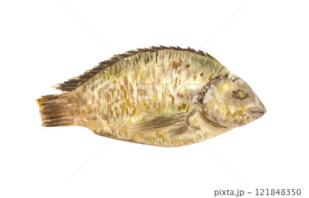 Fried sea bream fish watercolor illustration isolated on white. High quality illustration for fishermen products, baking paper packaging, fishing design, cards, recipe book, cards, dishes, kitchen 121848350