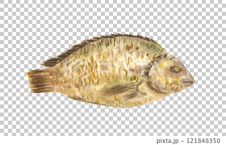Fried sea bream fish watercolor illustration isolated on white. High quality illustration for fishermen products, baking paper packaging, fishing design, cards, recipe book, cards, dishes, kitchen 121848350