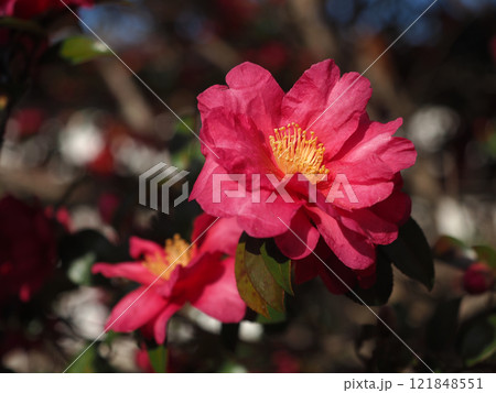 冬の日差しを浴びた赤い山茶花(河ノ瀬公園のサザンカの花のクローズアップ) 冬の日差しを浴びた赤い山茶花(河ノ瀬公園のサザンカの花のクローズアップ) 121848551
