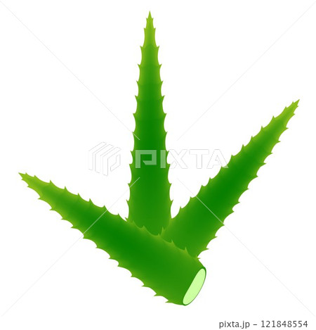 Leaves of aloe. Leaves of aloe. 121848554