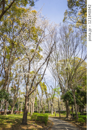 船橋市 行田公園 121848842