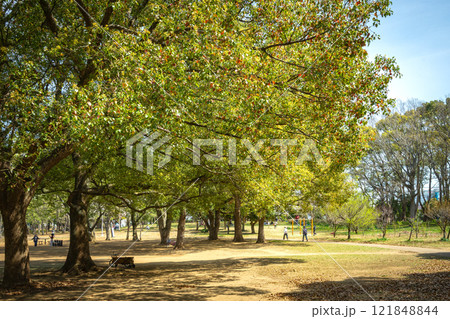 船橋市 行田公園 121848844