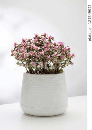 A Portulacaria afra variegata or Rainbow elephant bush A Portulacaria afra variegata or Rainbow elephant bush 121849098