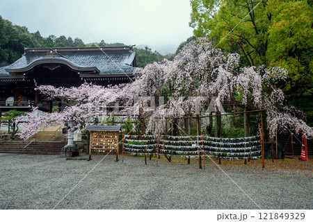 近江神宮の境内に咲くしだれ桜 121849329