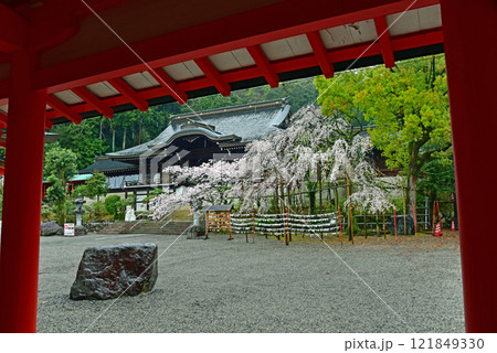 近江神宮の境内に咲くしだれ桜 121849330