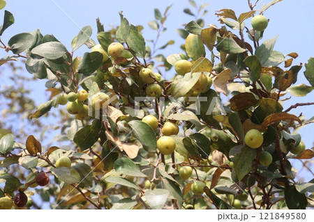 Ziziphus mauritiana fruit on tree in farm 121849580