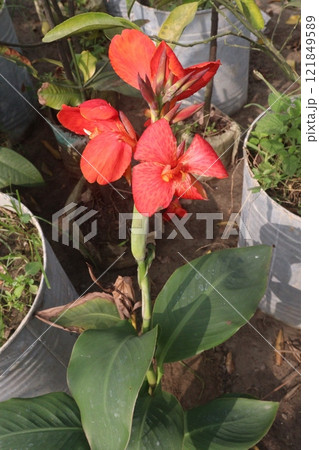 canna lily flower plant on nursery 121849589