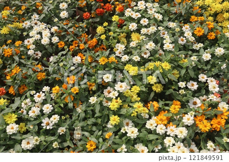 Zinnia angustifolia flower plant on nursery Zinnia angustifolia flower plant on nursery 121849591