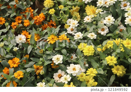 Zinnia angustifolia flower plant on nursery Zinnia angustifolia flower plant on nursery 121849592