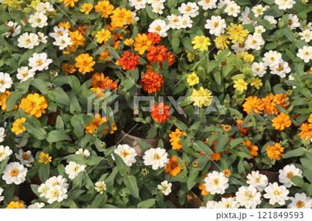 Zinnia angustifolia flower plant on nursery 121849593