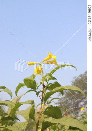 Yellow elder flower plant on farm 121849603