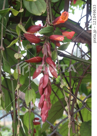 Thunbergia coccinea flower plant on nursery 121849633
