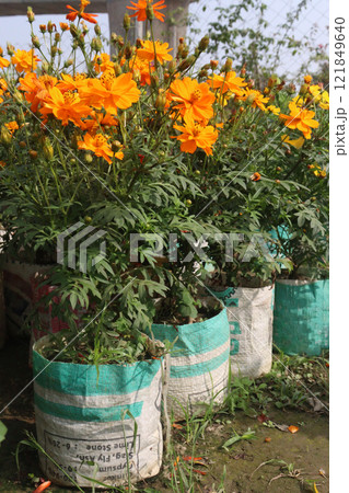 orange colored sulfur cosmos flower plant orange colored sulfur cosmos flower plant 121849640