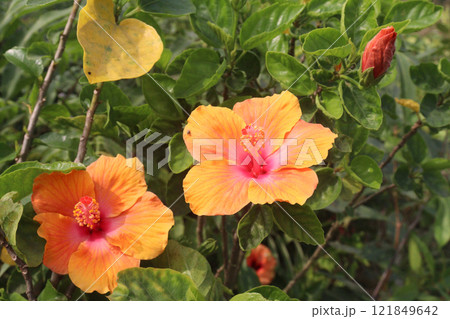Shoeblackplant flower plant on nursery 121849642