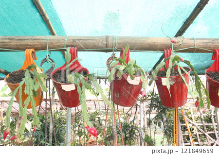 Schlumbergera truncata flower plant on hanging pot 121849659