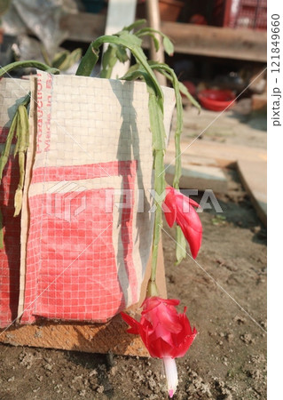 Schlumbergera truncata flower plant on hanging pot Schlumbergera truncata flower plant on hanging pot 121849660