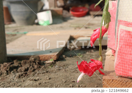 Schlumbergera truncata flower plant on hanging pot Schlumbergera truncata flower plant on hanging pot 121849662