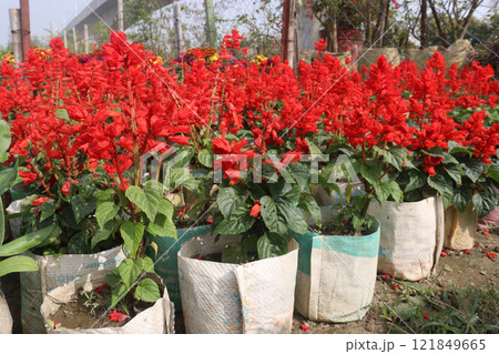 Scarlet Sage flower plant on nursery 121849665