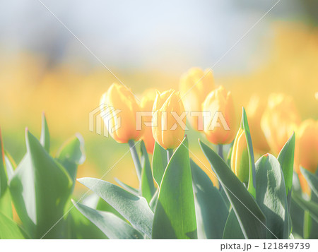 黄色いチューリップ 121849739