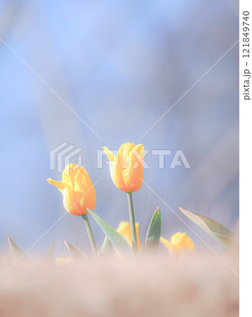 春の訪れを告げる黄色いチューリップ 春の訪れを告げる黄色いチューリップ 121849740