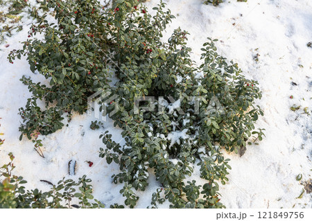 Vaccinium vitis idaea in the garden with berries under the snow 121849756