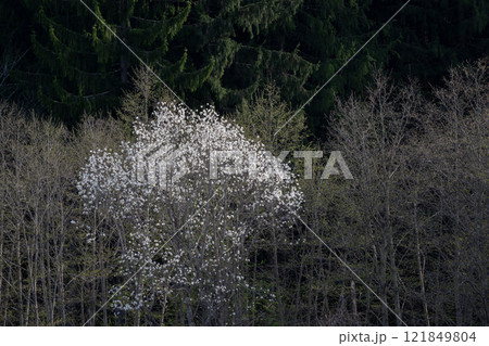 春の野山の満開のコブシの花 121849804