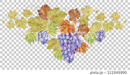 Triangular composition of intertwined grape branches. Watercolor illustration of grapevine with purple berries and foliage. Hand drawn clip art in Provence style for wine list, restaurant menu design. 121849990