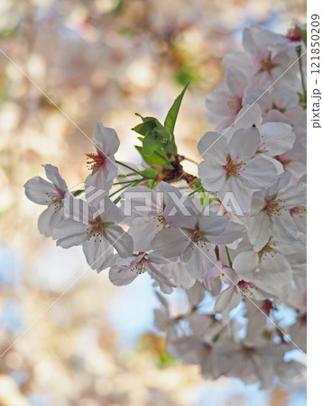 桜の花が満開ですよ 桜の花が満開ですよ 121850209