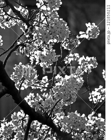 桜の花が満開ですよ 桜の花が満開ですよ 121850211