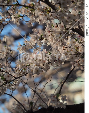 桜の花が満開ですよ 桜の花が満開ですよ 121850212
