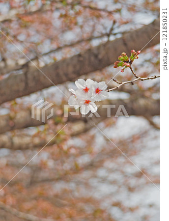 桜の花が満開ですよ 121850231