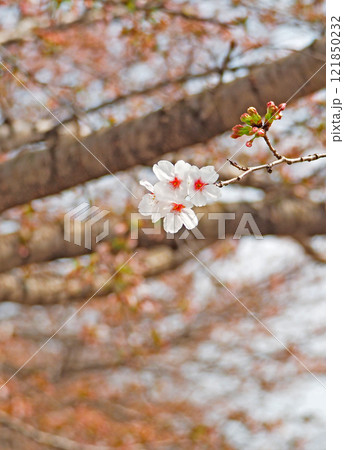 桜の花が満開ですよ 桜の花が満開ですよ 121850232