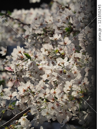 桜の花が満開ですよ 桜の花が満開ですよ 121850245