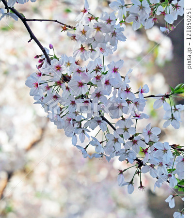 桜の花が満開ですよ 121850251