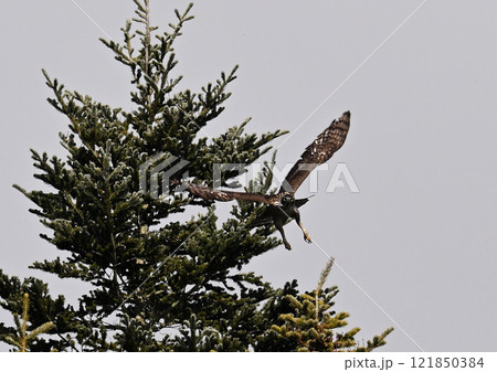 クマタカの飛翔 121850384