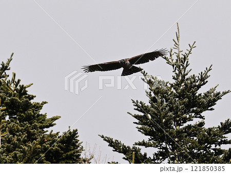 クマタカの飛翔 121850385