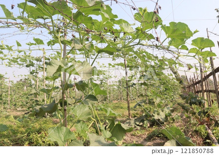Bottle gourd on farm for harvest Bottle gourd on farm for harvest 121850788