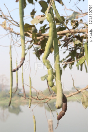Cassia fistula on tree in garden Cassia fistula on tree in garden 121850794