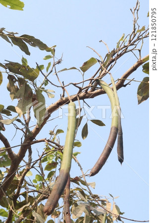 Cassia fistula on tree in garden 121850795