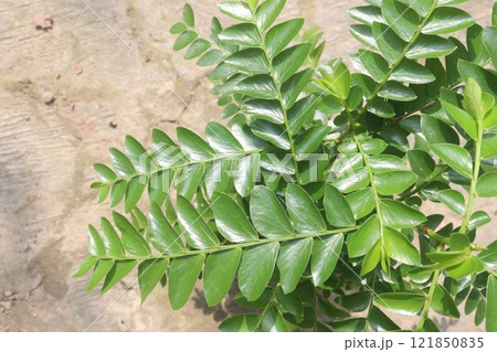 Curry Berries plant on farm Curry Berries plant on farm 121850835