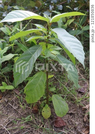 Datura metel tree plant on farm Datura metel tree plant on farm 121850836