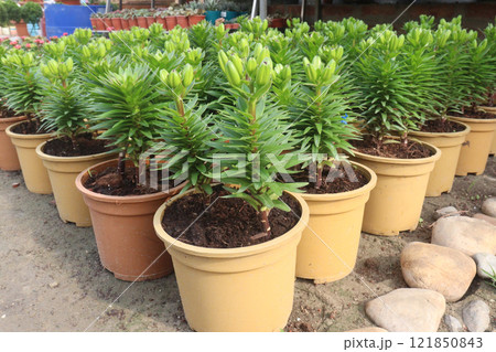Lilium longiflorum, known as the Easter lily 121850843
